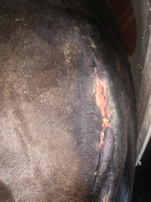 Cicatrizacion-deficiente-de-incision-02