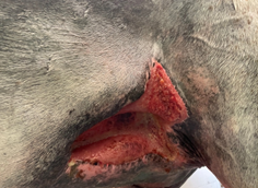Herida-abdominal-ventral-04-Darasyl