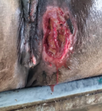 Herida-por-abrasion-en-el-paddock-01-Darsyl-Equine
