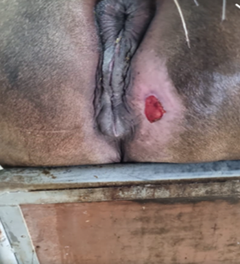 Herida-por-abrasion-en-el-paddock-03-Darsyl-Equine