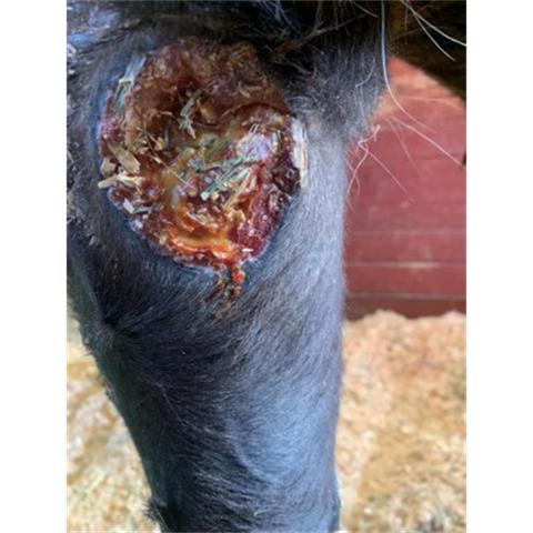 Vasculitis-cutanea-01-Darasyl