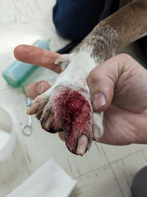 Surgical dehiscence caused by biting at the incision Following application of Darasyl™, the leg was bandaged