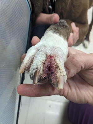 Dehiscencia quirúrgica después del perro morder la incisión-02 copia Surgical dehiscence caused by biting at the incision