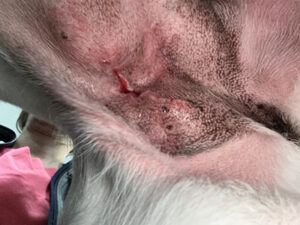 Delayed healing following removal of a mass in a high-tension area Day 1 DarasylTM was started two weeks after surgery (Day 1)