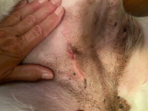 Delayed healing following removal of a mass in a high-tension area DarasylTM was started two weeks after surgery (Day 1).