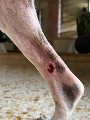 Haemangiosarcom Day 1 The patient had multiple skin lesions consistent with squamous cell carcinomas and haemangiosarcomas