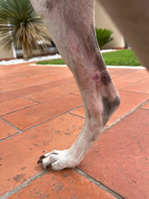 Haemangiosarcom Day 8 The patient had multiple skin lesions consistent with squamous cell carcinomas and haemangiosarcomas