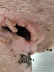 Forelimb wound following a fight Dog that had been involved in a fight with another dog and had not received veterinary treatment