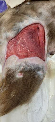 Bite wound Day 1 Bite injury that occurred the previous month