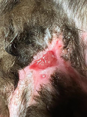 Bite wound Day 57 Bite injury that occurred the previous month