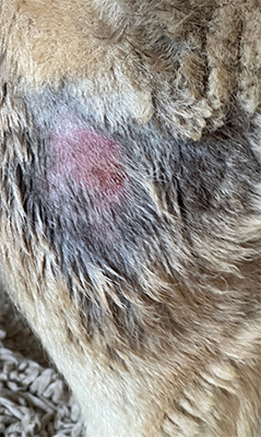 Hotspot-01 Day 1 Darasyl™ was applied once daily, followed by the application of a bitter-tasting spray to prevent the patient from licking the affected area