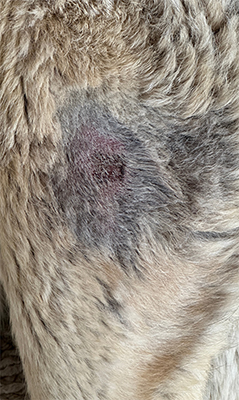 Hotspot- Day 2 Darasyl™ was applied once daily, followed by the application of a bitter-tasting spray to prevent the patient from licking the affected area