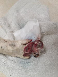 Tissue-removal injury Day 1 Injury to the left forelimb with tissue removal.
