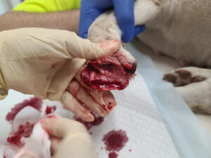 Tissue-removal injury Day 1-V2 Injury to the left forelimb with tissue removal.