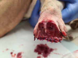 Tissue-removal injury Day 1 – V3 Injury to the left forelimb with tissue removal
