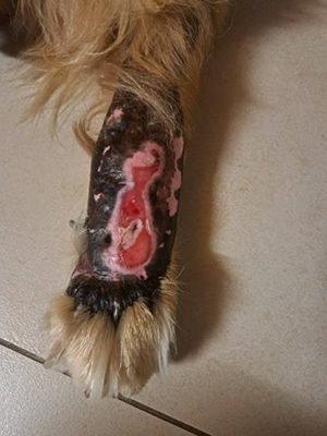 Skin Graft Burn Day 2 A skin graft was performed on a dog’s limb following an accident