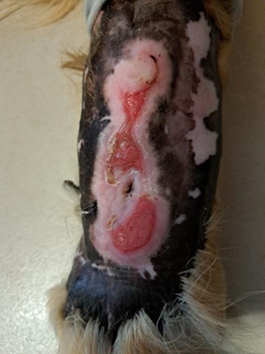 Skin Graft Burn Day 10 A skin graft was performed on a dog’s limb following an accident