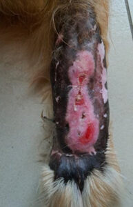 Skin Graft Burn Day 14 A skin graft was performed on a dog’s limb following an accident.