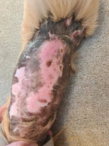Skin Graft Burn Day 34 A skin graft was performed on a dog’s limb following an accident.
